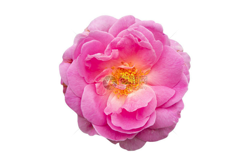 Damask玫瑰花粉在白色背景和剪切路径上隔离RosaDama图片