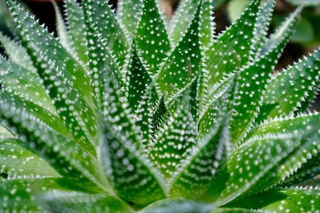 关闭新的绿色Aloeanristata许多白色斑点稀释植物图片