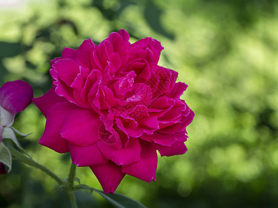 深粉红的达马斯克玫瑰花朵图片