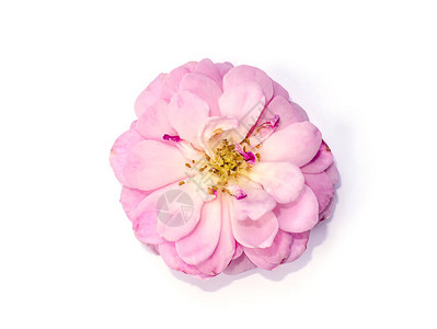 白色背景的小仙子玫瑰花ScietificnameRosachinensis背景图片