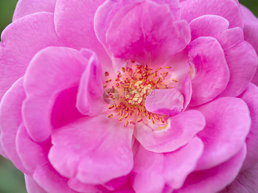 粉红达马斯克玫瑰花朵背景的紧贴花粉和花瓣RosaDama图片