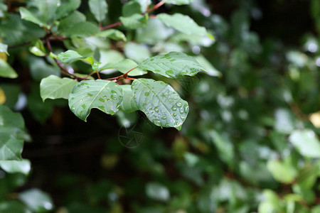 雨后有水滴的绿叶图片