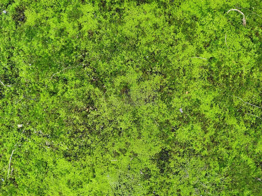 苔藓质地苔藓背景垃圾纹理背景图片