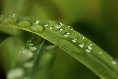 雨后在草地上大滴水用光彩明图片