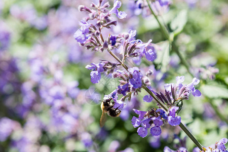 荆芥花或猫薄荷花夏季花卉背景夏季花园中的药用植物和背景图片