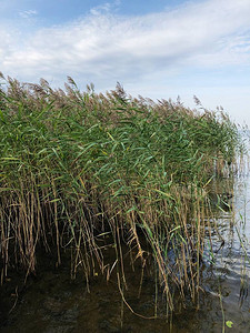 草和湖的美丽夏天风景图片
