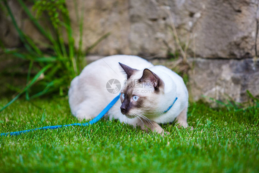 成年湄公短尾猫在外面绿草上的特写镜头一只猫带着蓝色的皮带走在绿色的草坪上幼猫图片
