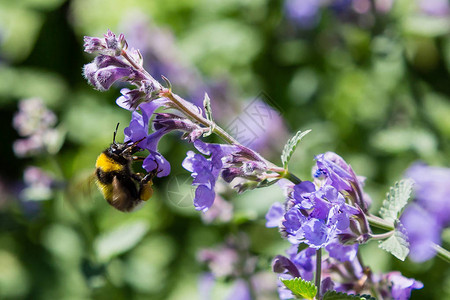荆芥花或猫薄荷花夏季花卉背景夏季花园中的药用植物和背景图片