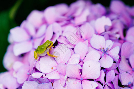 绣球花上的树蛙图片