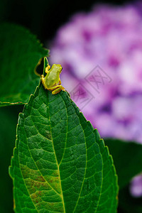 绣球花上的树蛙背景图片
