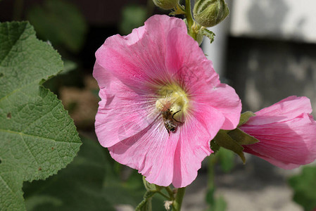 Hibiskus花品种彩色野草花图片