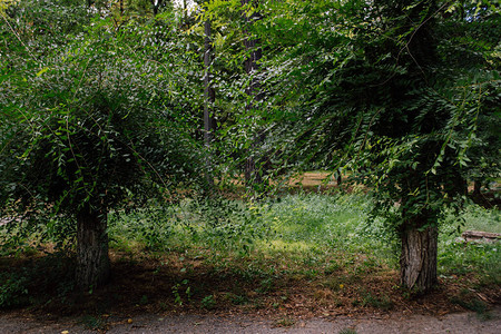 公园景观树干和树叶柔和的焦点图片