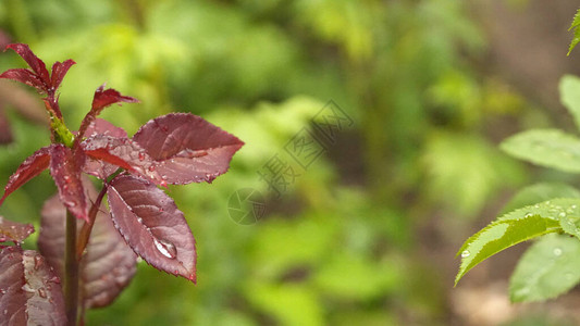 一片红叶的特写镜头与雨滴图片