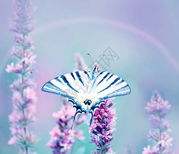 美丽的蝴蝶Iphicclidespodalirius在硅花上的花朵图片
