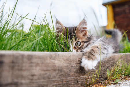 小灰白小猫躺在绿草地上有图片