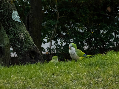 草地上几个小鹦鹉在城市公图片