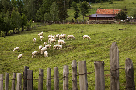 乡村一带绿背景的羊群造就图片