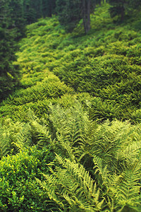森林中的绿野生植物和苔树图片