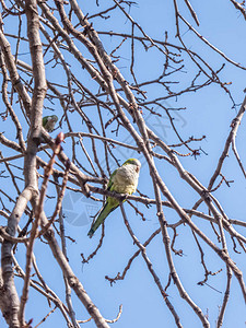 贵格会鹦鹉在树上野生图片