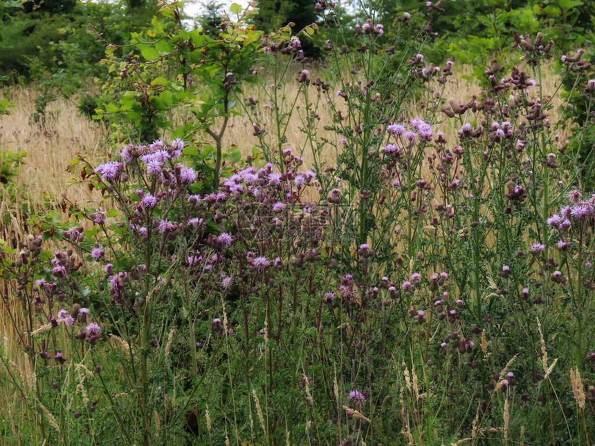 加拿大蓟也是匍匐或田间蓟在干燥的草地上开花美国图片