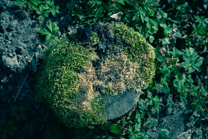 在瑞典南部的神秘森林中覆盖在苔中的木桩图片