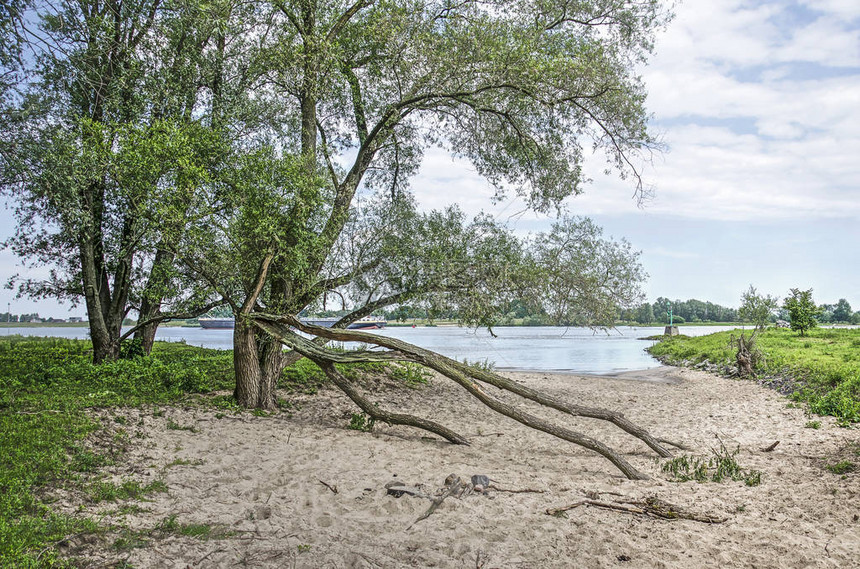 荷兰Woudrichem附近瓦尔河泛滥平原荒野地区的沙滩上图片