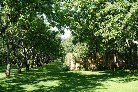 花园背景中的绿色和郁葱的树木图片