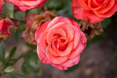 花园里一朵粉红色的玫瑰图片