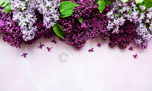 春草春花边框粉红色混凝土背景上的丁香春花边框背景