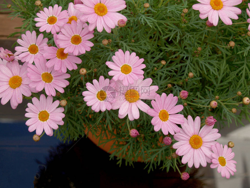自然环境中的粉红色雏菊图片