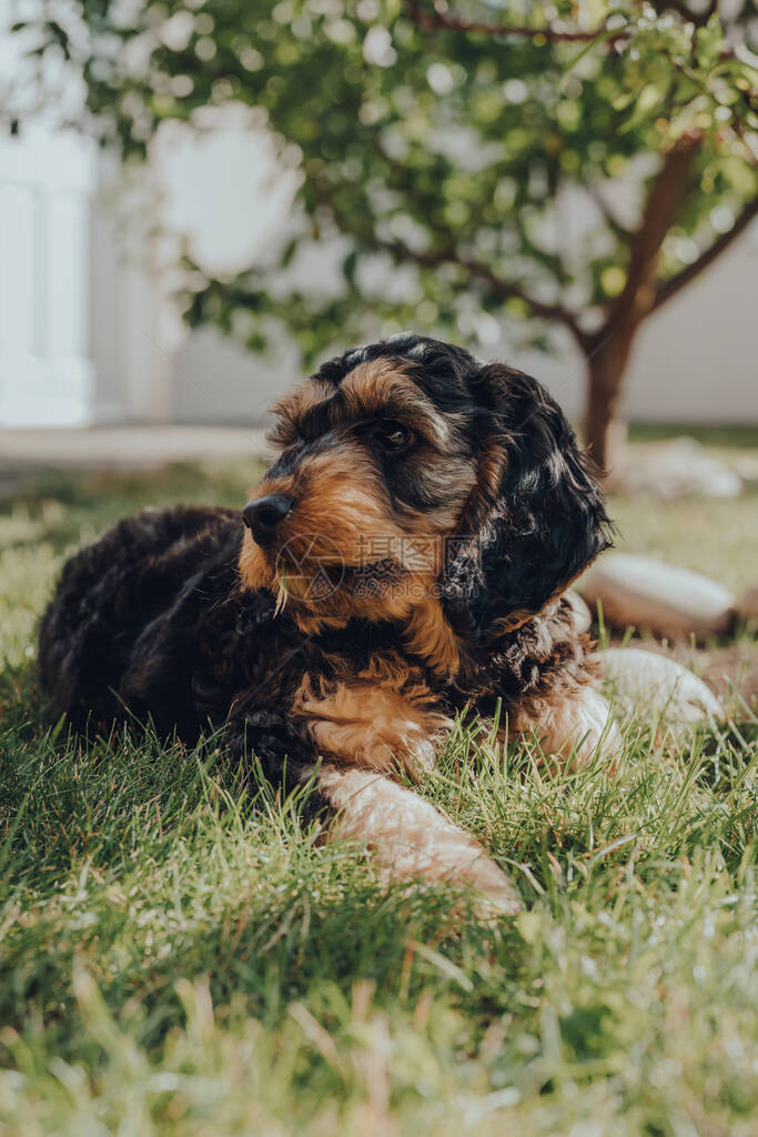 一只两个月大的Cockapoo小狗在花园的草地上放松的肖像图片