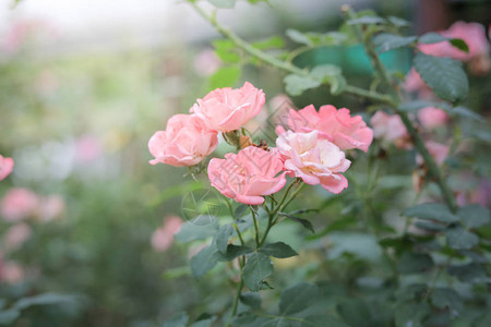 花园里的玫瑰花玫瑰花很漂亮阳光明媚背景图片
