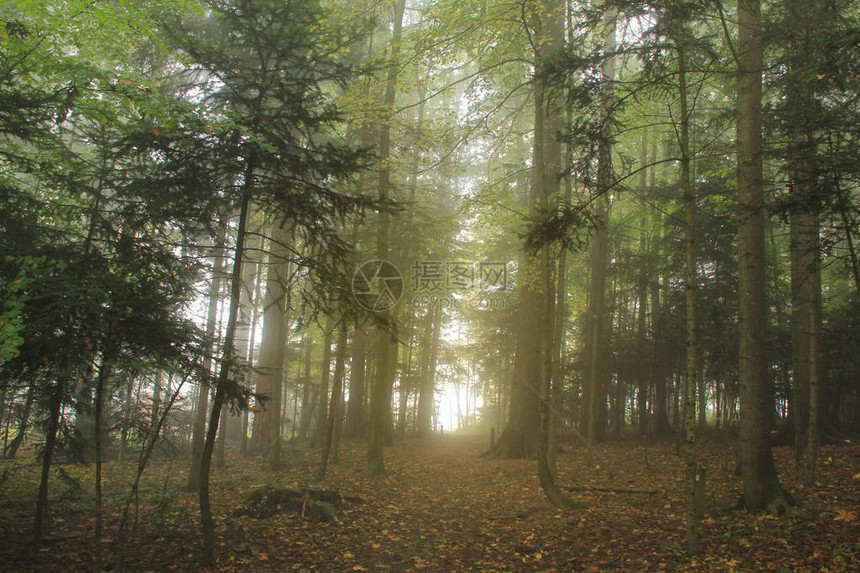 清晨阳光和雾的景象在森林中图片