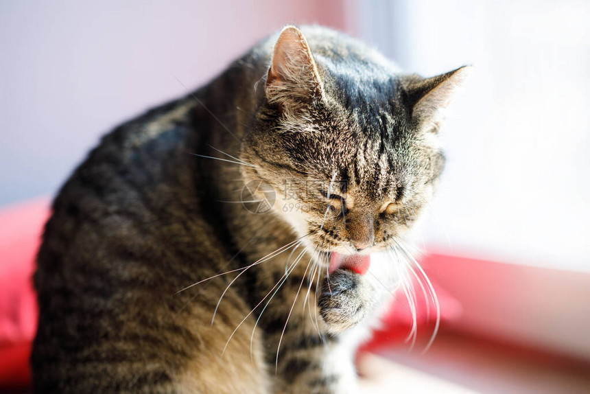 虎斑猫躺在沙发上舔爪子猫洗爪子躺在家里的地板毯上宠物舔自己猫舔爪图片