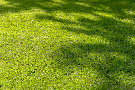 绿色夏月草田纹理树木轮廓背图片