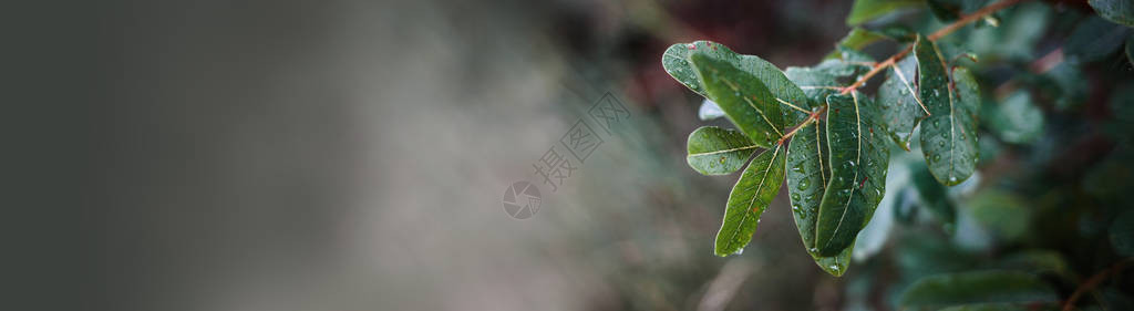 特雷比斯尼察美丽的背景背景