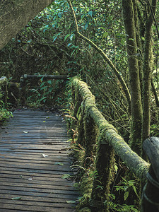 泰国茵他侬公园的热带雨林图片