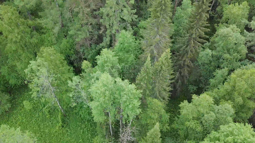 茂密的森林绿树顶部的顶视图影视素材美丽的大自然图片
