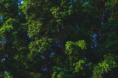 绿色树叶灌木和蓝天树枝的背景图有图片