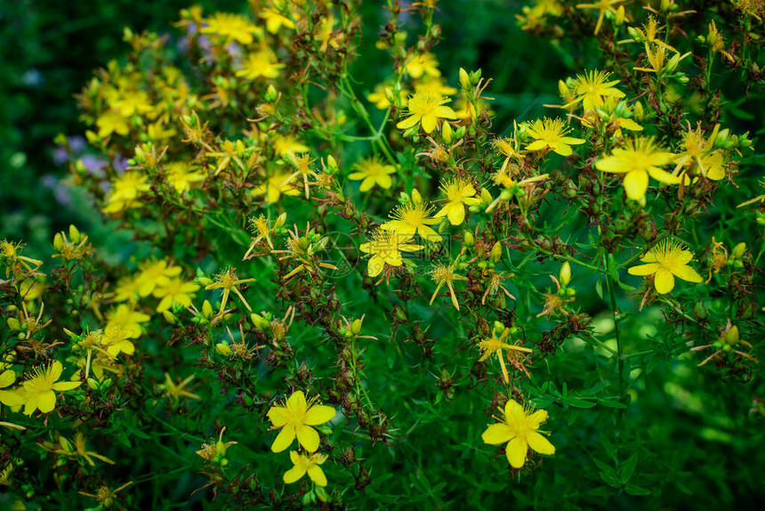 许多精细的黄花朵超液过孔松植图片