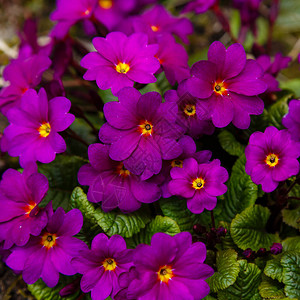 在领域的报春花报春花紫色花背景图片