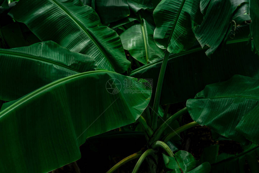 深色背景上的香蕉绿叶热带花园中的香蕉叶绿叶在热带丛林中有美丽的图案热带花园中的天然植物自然背图片