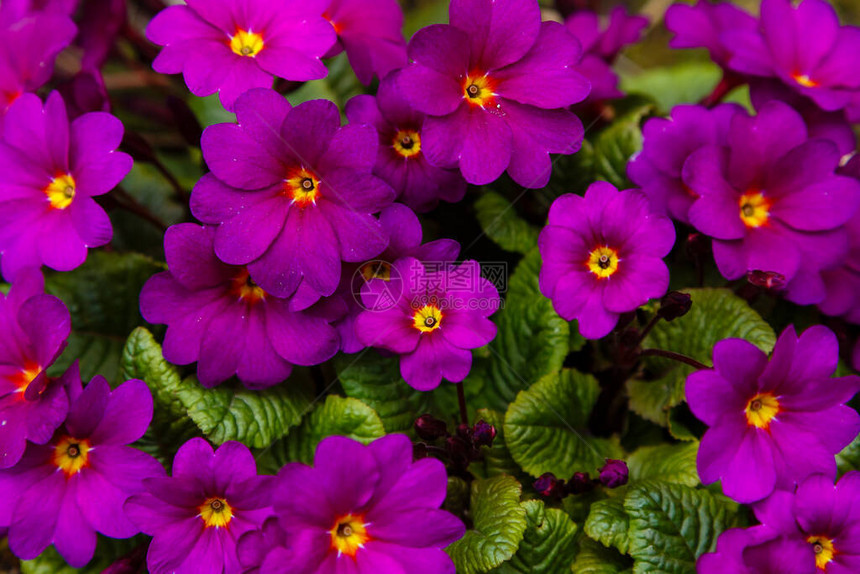 在领域的报春花报春花紫色花图片