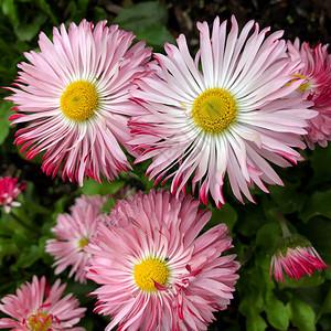 宏观照片自然夏天植物粉红色的花朵库存照片室外粉红色盛开的花朵照片新图片