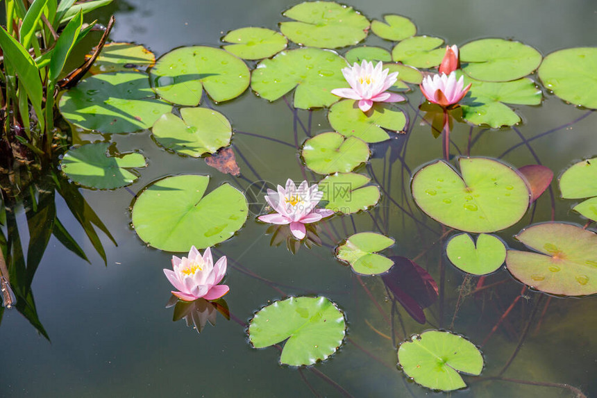 清晨开花的时候水的鲜亮花瓣在图片