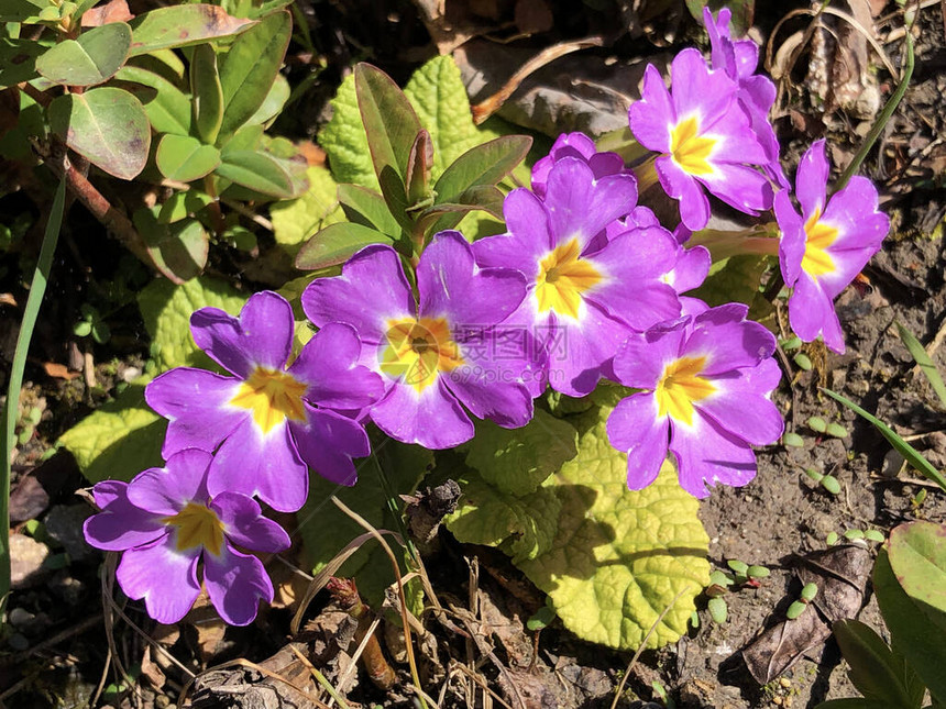 常见的报春花Primulavulgaris图片