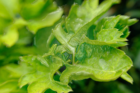 关闭绿叶背景和纹理Green树叶图片