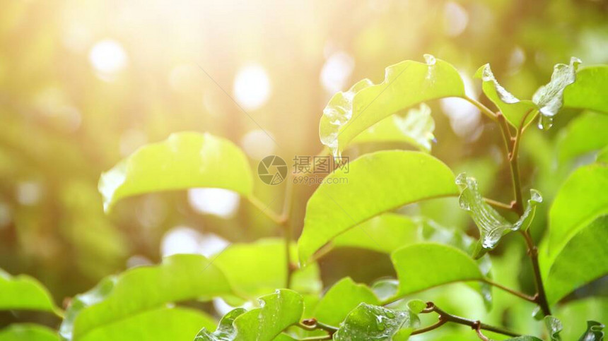 Melinjo树叶或Gnetumgenememon在早晨受雨后湿润图片