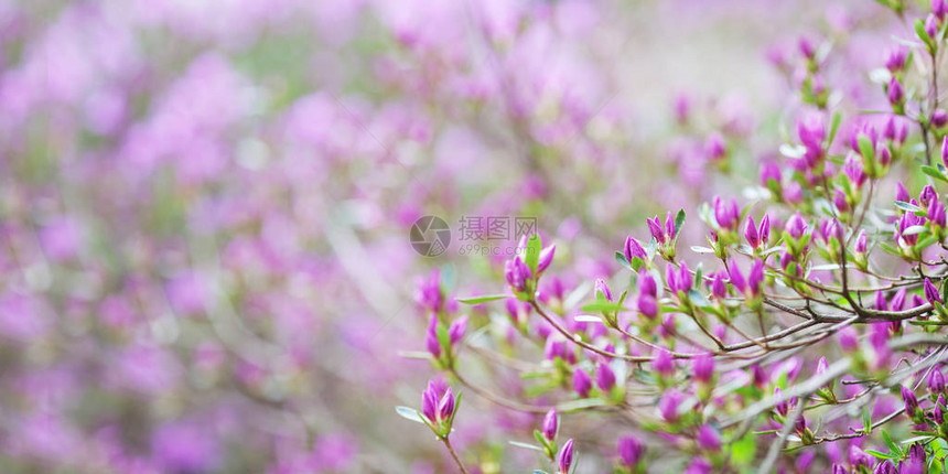 杜鹃花的粉红色花朵田园诗般的图案与美丽盛开的韩国杜鹃花为网站背景或贺卡复图片