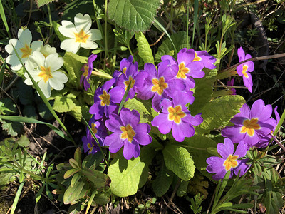 常见的报春花Primulavulgaris背景图片